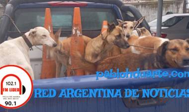 Dieciséis perros rescatados y más de diez personas demoradas